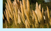 Herbe Cortaderia selloana - Xirestock-Freepik